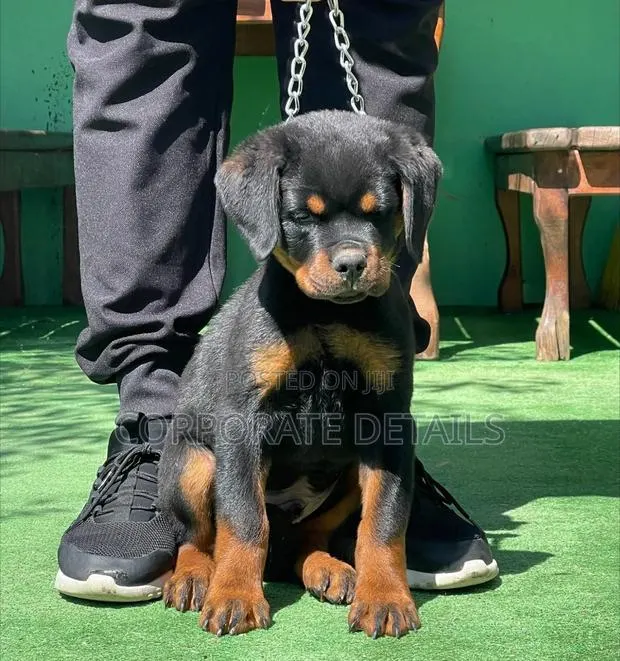 1-3 months Male Purebred Rottweiler · Photo 1