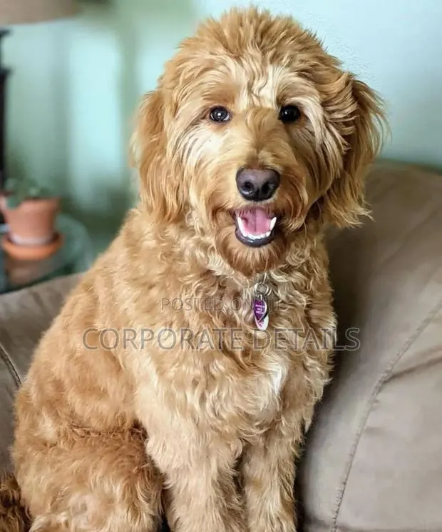 3-6 months Female Purebred Poodle · Photo 1