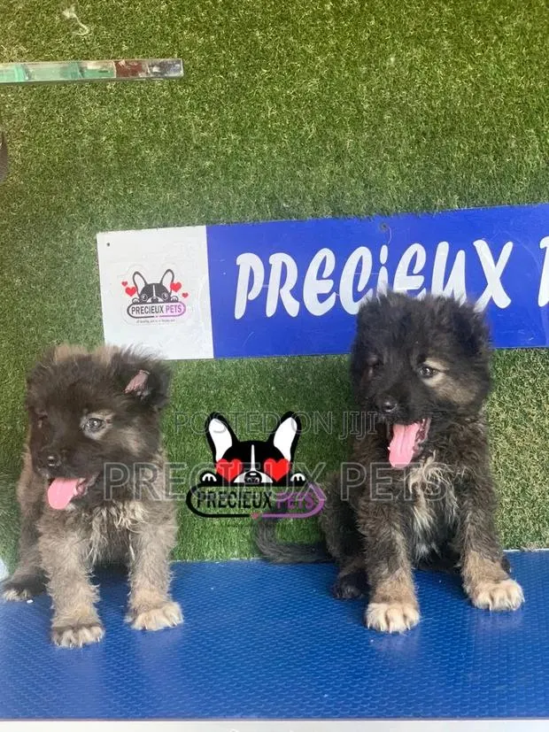 1-3 months Female Purebred Caucasian Shepherd · Photo 1