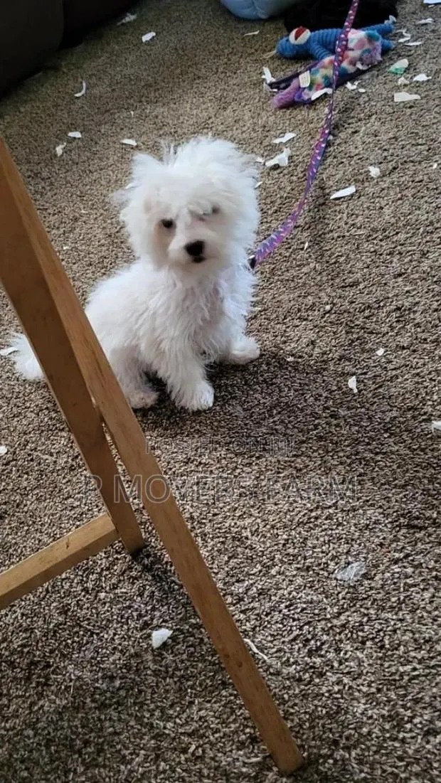 1-3 months Male Purebred Maltese · Photo 1