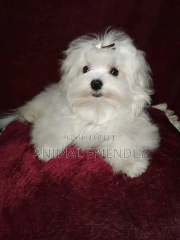 1-3 months Male Purebred Maltese · Photo 1