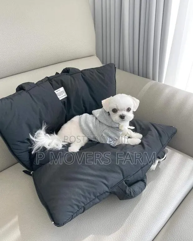 1-3 months Male Purebred Maltese · Photo 1