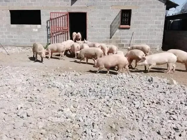 Pigs for Sale · Photo 1