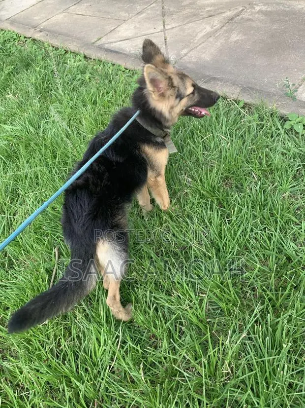 6-12 months Female Purebred German Shepherd · Photo 1