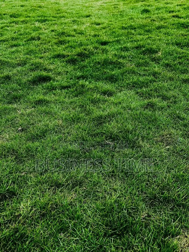 Flowers and Green Grass · Photo 1