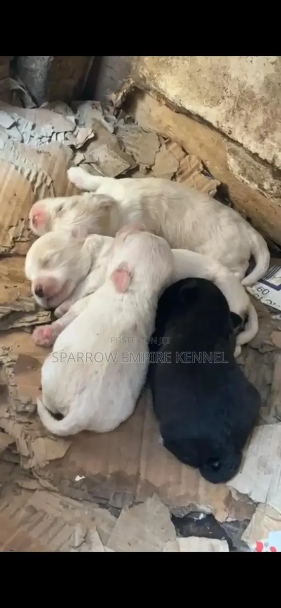 1-3 months Male Purebred Maltipoo · Photo 1