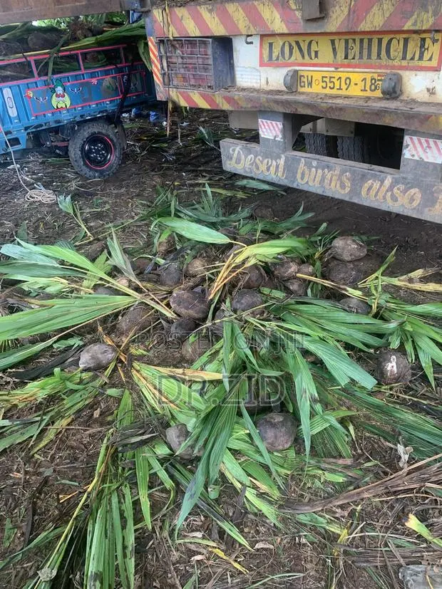Coconut Seedlings · Photo 3