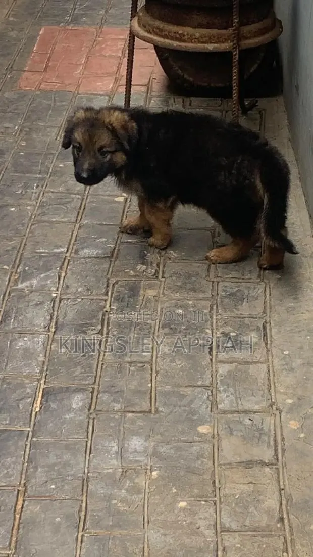 1-3 months Male Purebred German Shepherd · Photo 1