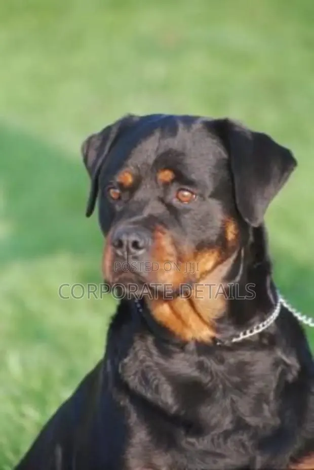 3-6 months Male Purebred Rottweiler · Photo 1