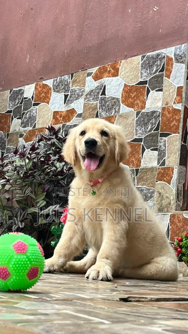 3-6 months Female Purebred Golden Retriever · Photo 1