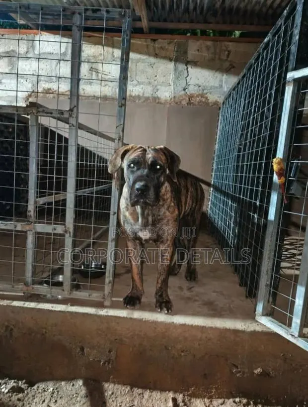 6-12 months Male Purebred Boerboel · Photo 1