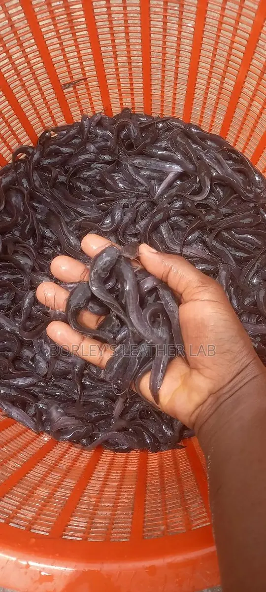 Catfish Fingerlings and Juveniles · Photo 1