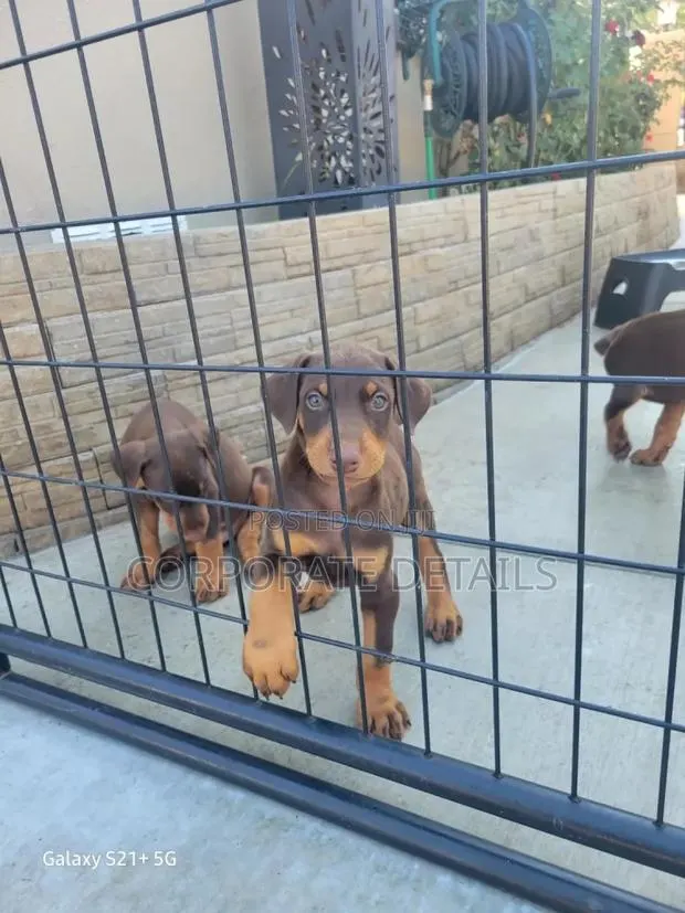 1-3 months Male Purebred Doberman Pinscher · Photo 1