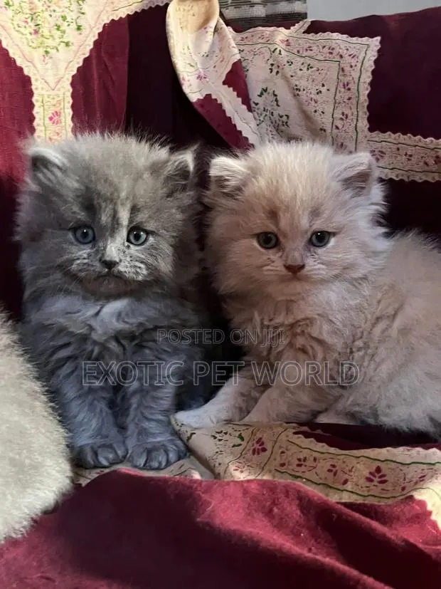 1-3 months Female Purebred Persian · Photo 1