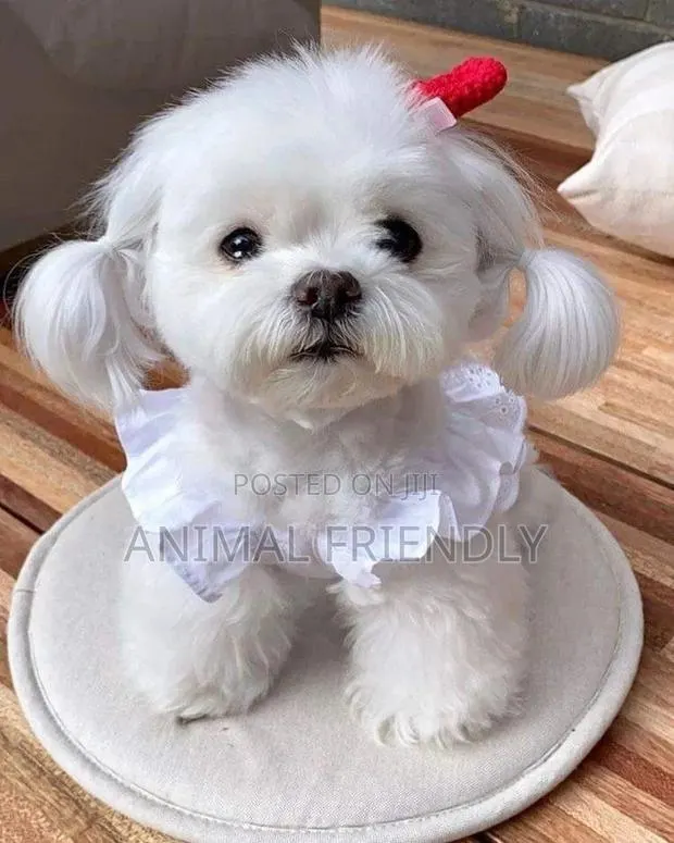 1-3 months Male Purebred Poodle · Photo 1