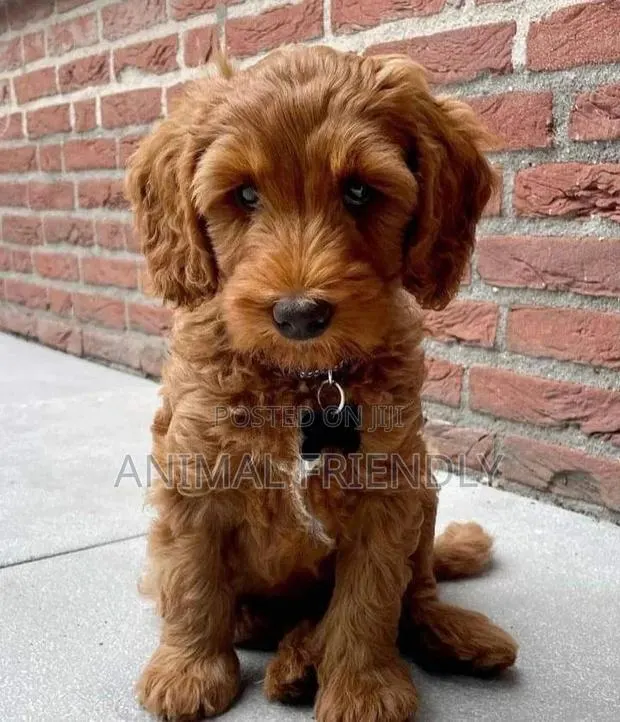 1-3 months Male Purebred Poodle · Photo 1
