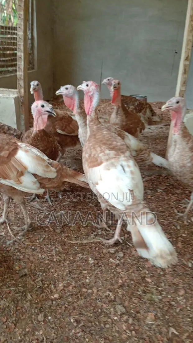 Red Bourbon Turkeys Poults · Photo 1