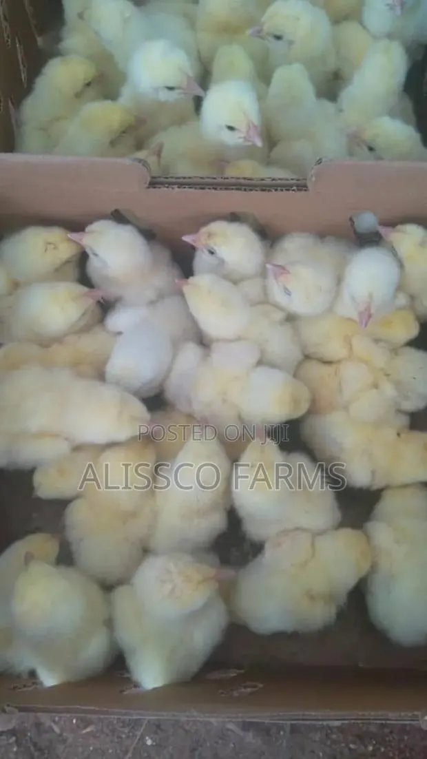 Day Old Broiler · Photo 2