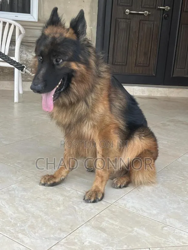 6-12 months Male Purebred German Shepherd · Photo 1