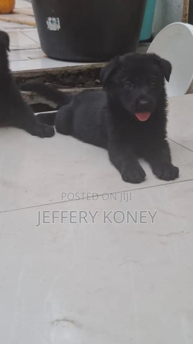 1-3 months Male Purebred German Shepherd · Photo 1