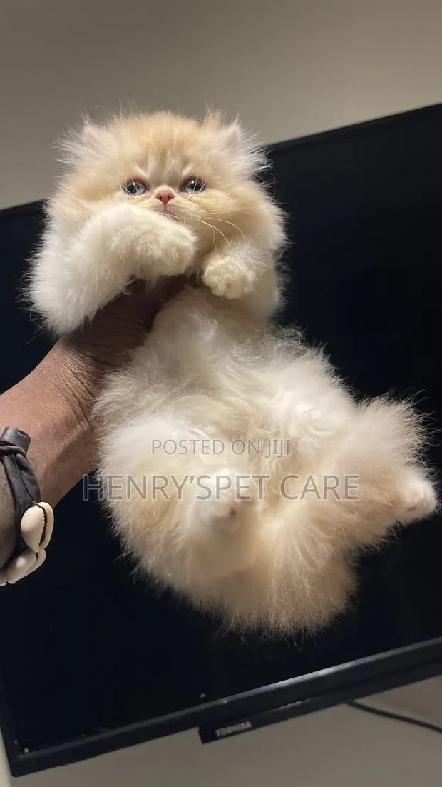 1-3 months Male Purebred Persian · Photo 3