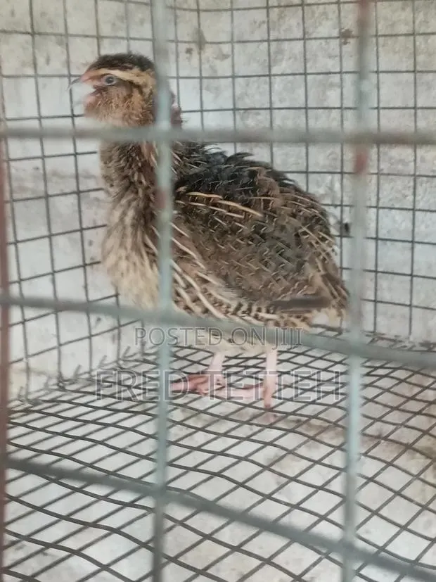 Female Quails Point of Lay · Photo 1