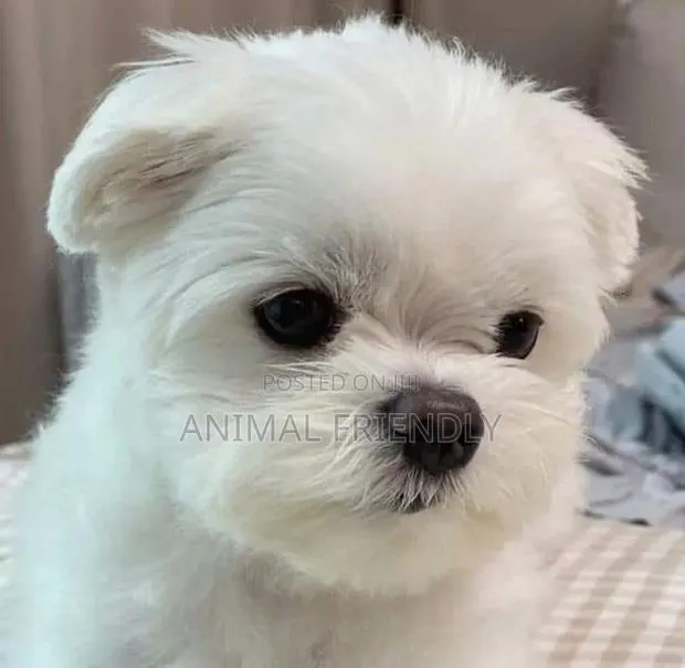 1-3 months Male Purebred Poodle · Photo 1