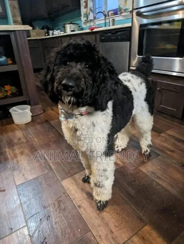 1-3 months Female Purebred Poodle · Photo 1