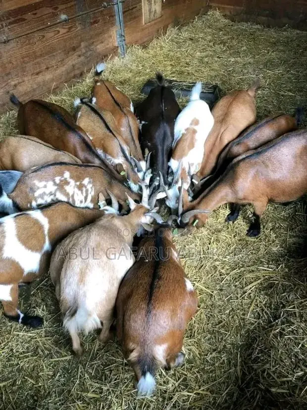 Very Healthy Pregnant Goat · Photo 1