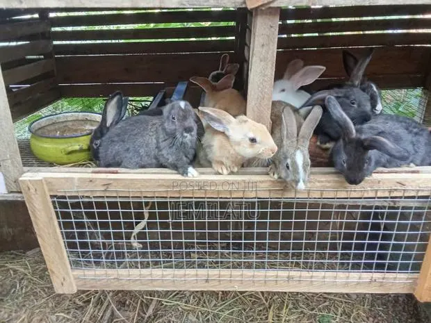 Nm Rabbits · Photo 1