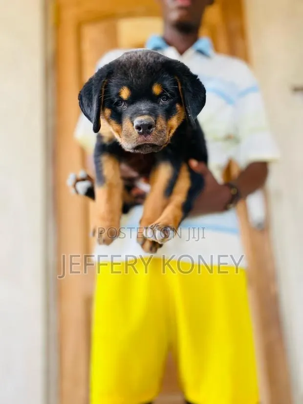 1-3 months Male Purebred Rottweiler · Photo 1