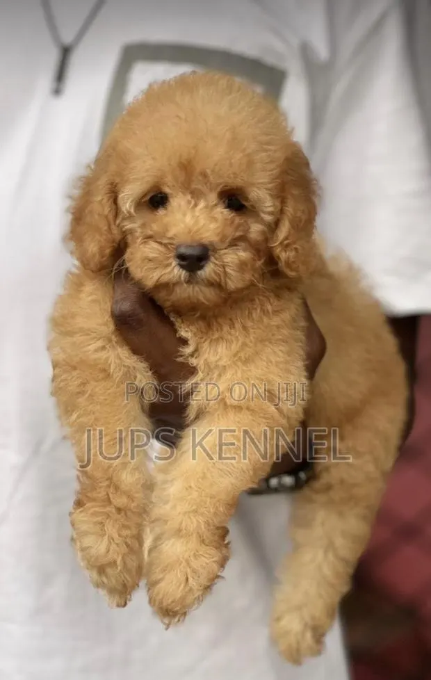 1-3 months Female Purebred Poodle · Photo 1