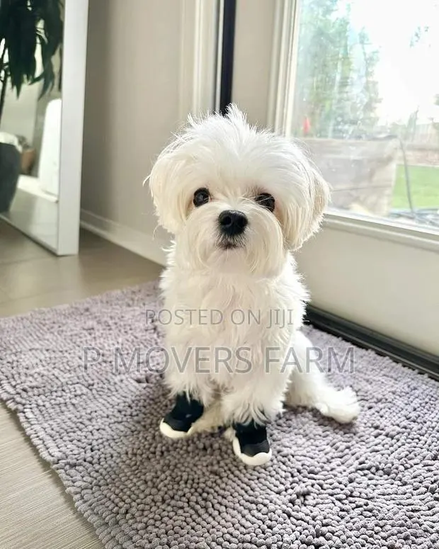 1-3 months Male Purebred Maltese · Photo 1