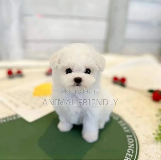 1-3 months Female Purebred Poodle · Photo 1
