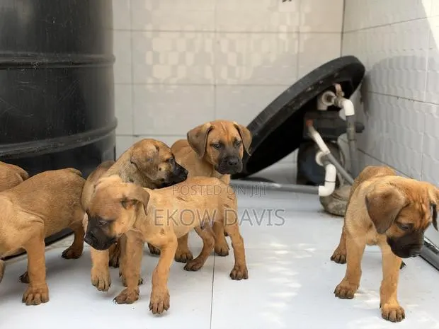 1-3 months Male Purebred Boerboel · Photo 1