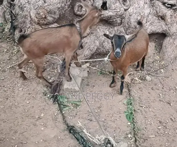 Healthy Goats for Sale · Photo 1