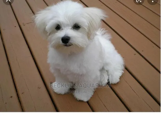 1-3 months Female Purebred Maltese · Photo 1