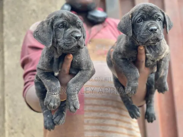 1-3 months Male Purebred Boerboel · Photo 1