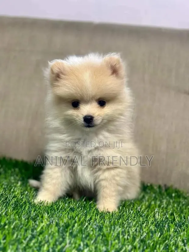 1-3 months Male Purebred Pomeranian · Photo 1