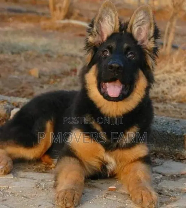 1-3 months Male Purebred German Shepherd · Photo 1