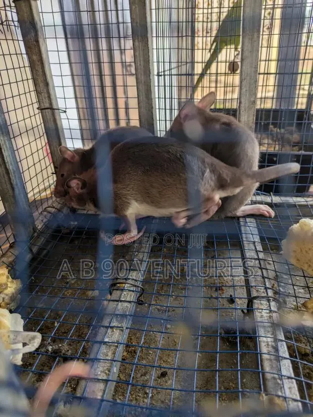 Local Giant Pouched Rat Read the Description · Photo 1