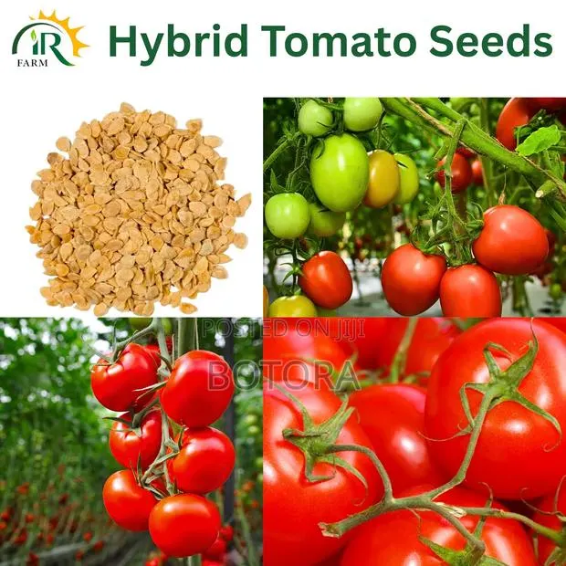 Premium Tomato Seeds – High Yield Garden Farm Vegetable Seeds · Photo 3
