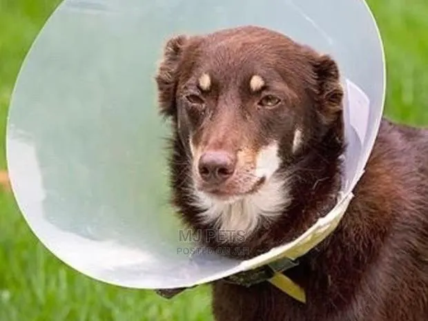 Elizabethan Surgical Cone Collar · Photo 1