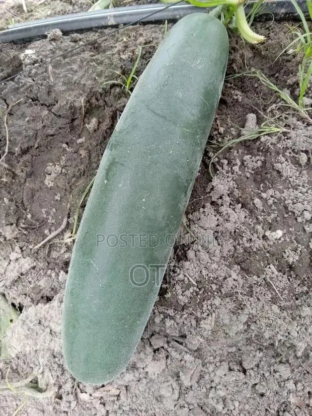 Fresh, Farm-Direct Cucumbers – Crisp Ready for Market! · Photo 1