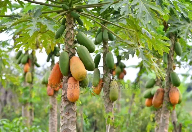 Maradol Papaya Plant · Photo 1