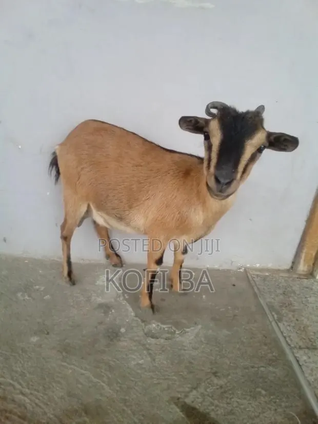 Pregnant Goat · Photo 1