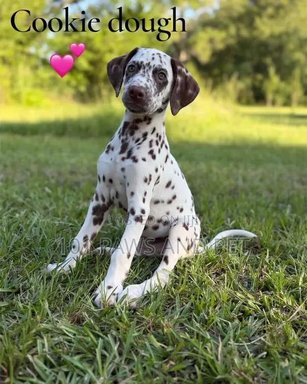 1-3 months Male Purebred Dalmatian · Photo 1