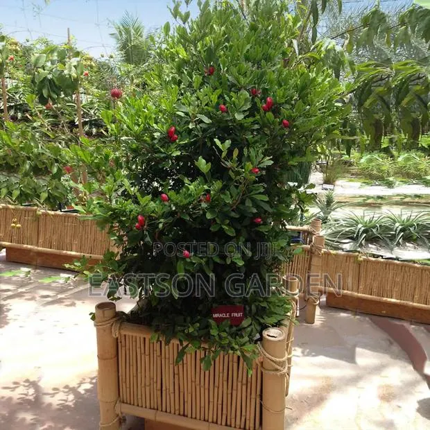 Miracle Berry Seedlings · Photo 3