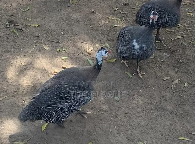 Guinea Fowls · Photo 1