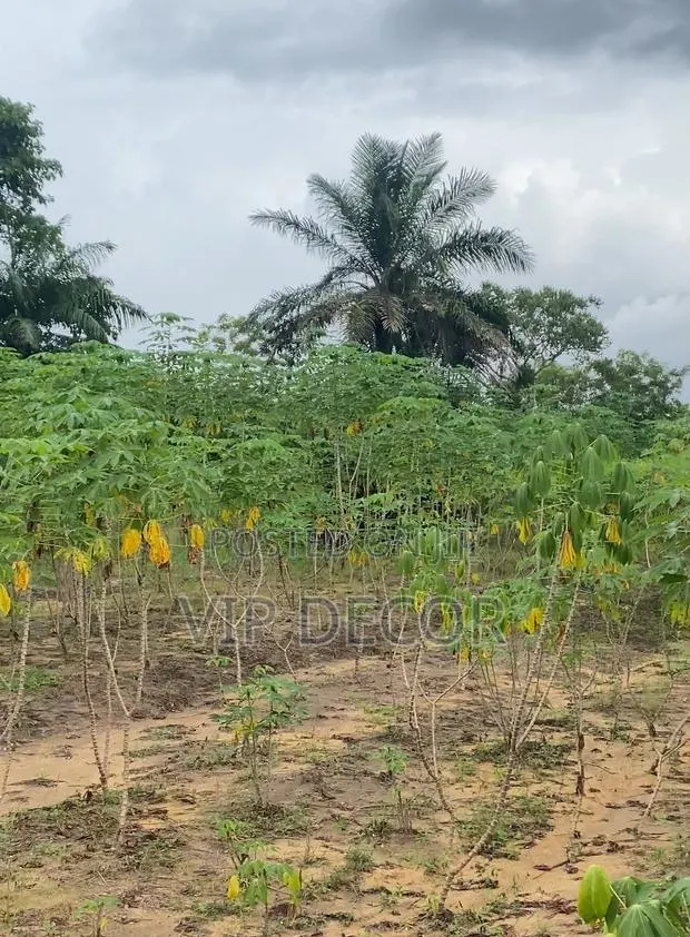 Gari, Ethanol Cassava · Photo 3
